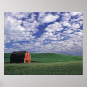 Red barn in wheat & barley field in Whitman Poster