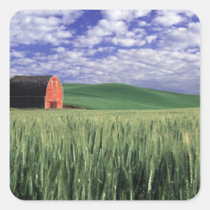 Red barn in wheat & barley field in Whitman Square Sticker