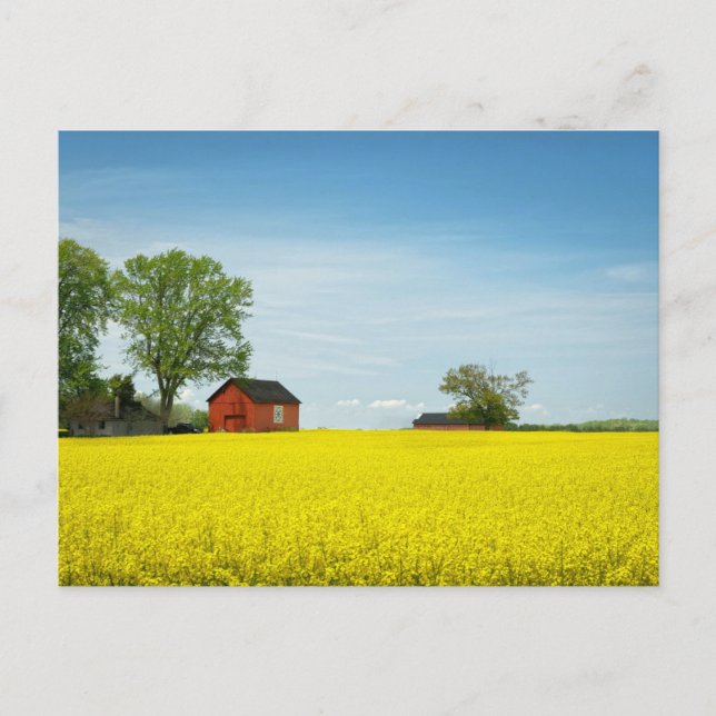 Red Barn Standing Guard Over a Canola Field Postcard (Front)