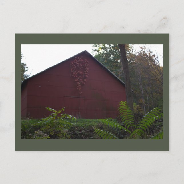 Red Barn with Ivy Postcard (Front)