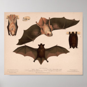 Red Bat, Little Brown Bat   Louis Prang & Co. Poster