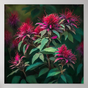 Red Bee Balm Flower Art Print Poster