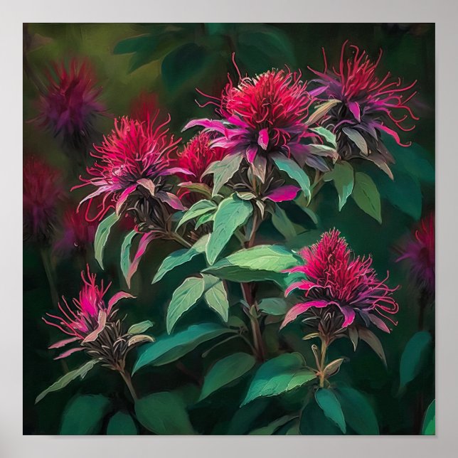 Red Bee Balm Flower Art Print Poster (Front)