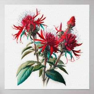 Red Bee Balm Flower Art Print Poster