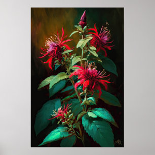 Red Bee Balm Flower Art Print Poster