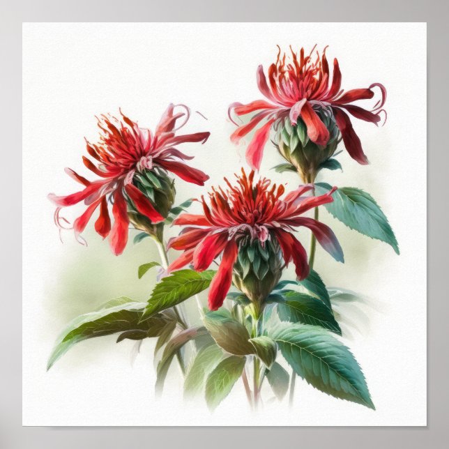Red Bee Balm Flower Art Print Poster (Front)