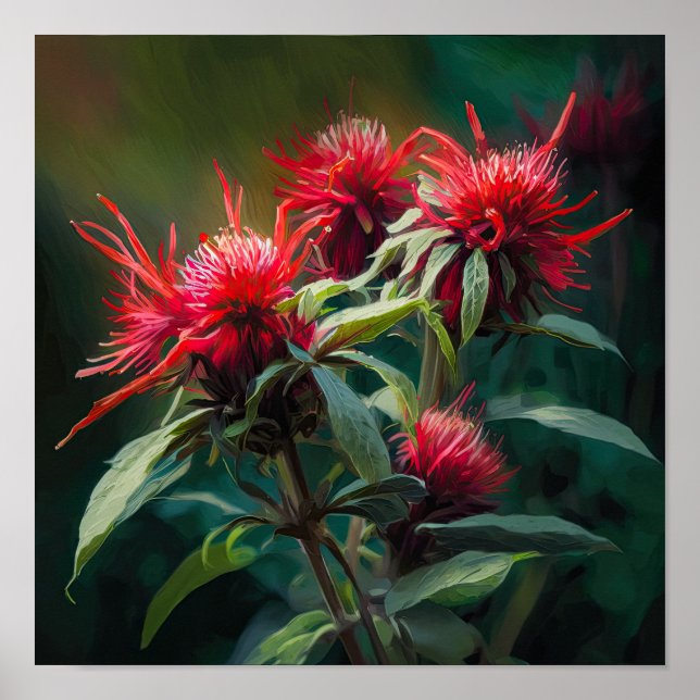 Red Bee Balm Flower Art Print Poster (Front)