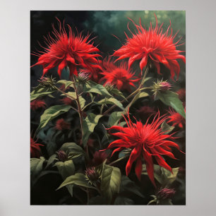 Red Bee Balm Flowers Art Print Poster