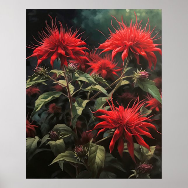 Red Bee Balm Flowers Art Print Poster (Front)
