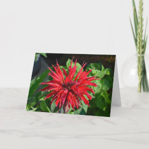 Red Bee Balm Garden Flower Blank Inside Photograph Card