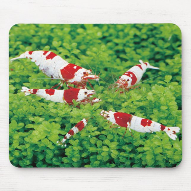 Red Bee Shrimps Mouse Mat (Front)
