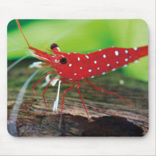 Red Bee Shrimps Mouse Mat