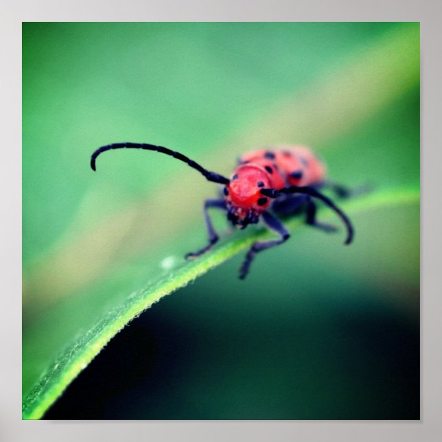 Red Beetle Insect Close Up Poster (Front)