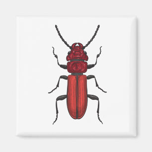 Red beetle magnet