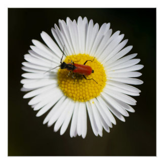 Red Beetle on White Daisy Macro Poster