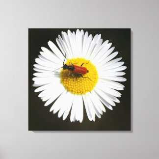 Red Beetle on White Daisy Macro Poster Canvas Print