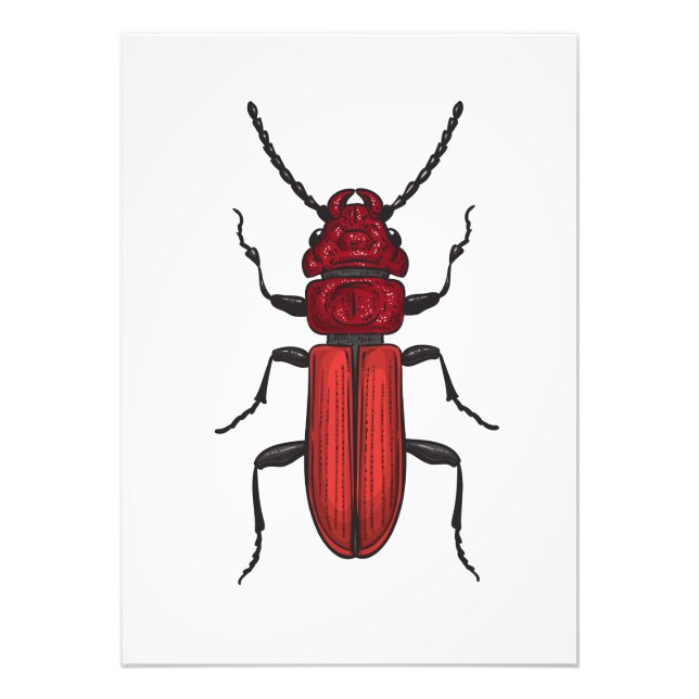 Red beetle photo print (Front)