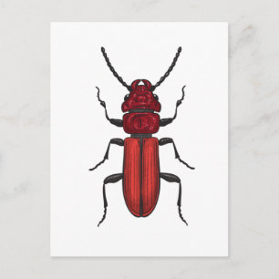 Red beetle postcard