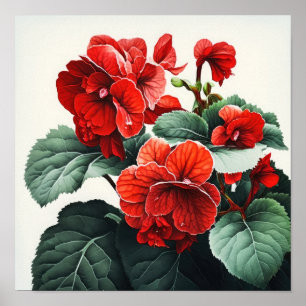 Red Begonias Flower Art Print Poster