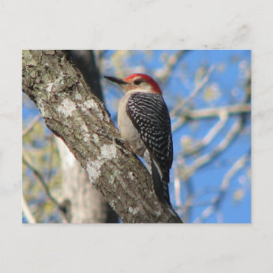 Red-bellied Male Postcard