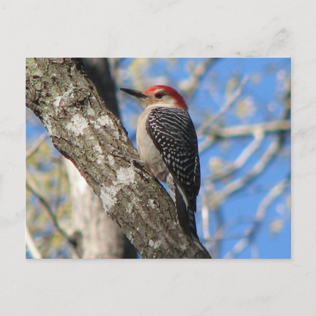 Red-bellied Male Postcard (Front)