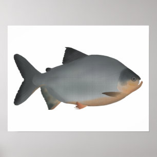 Red-bellied Pacu Poster