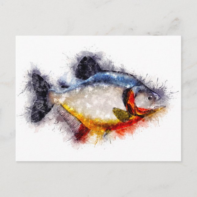 Red Bellied Piranha Watercolor monster fish art Postcard (Front)