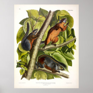 Red-bellied Squirrel (Mexican Grey Squirrel) Poster