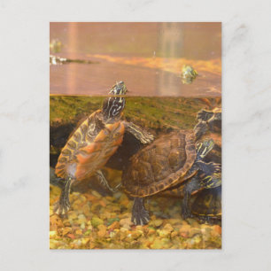 Red Bellied Turtle (Alabama) Postcard