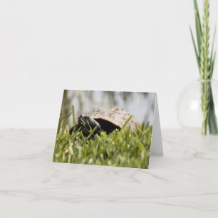 Red Bellied Turtle Photo Folded Note Card