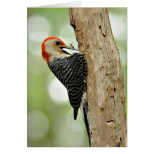 Red-Bellied Woodpecker