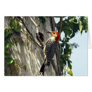 Red-bellied Woodpecker