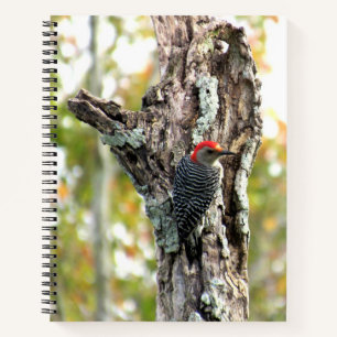 Red-Bellied Woodpecker  - 8.5 x 11, 8.5 x 8.5, Notebook