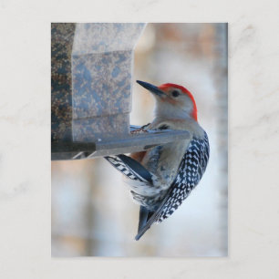 Red-bellied Woodpecker at Bird Feeder Postcard