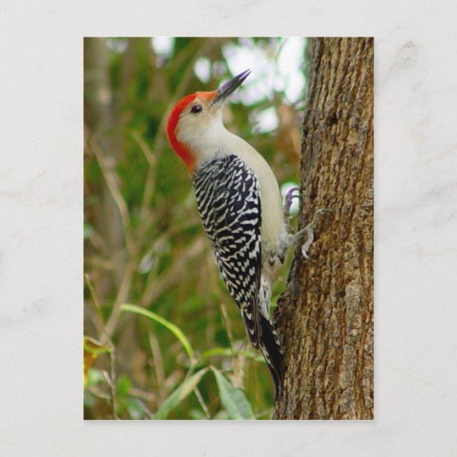 Red Bellied Woodpecker Bird Postcard (Front)