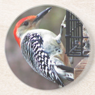 Red-bellied Woodpecker Coaster