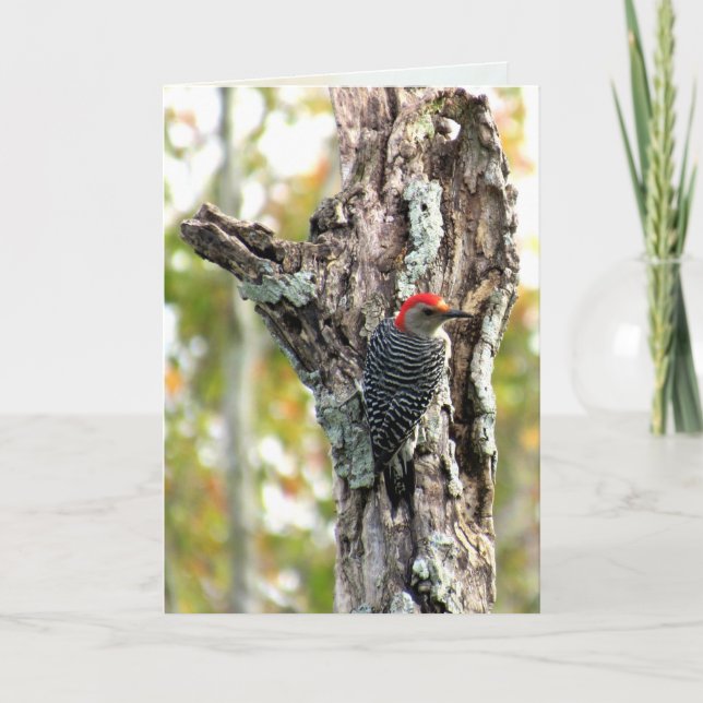 Red Bellied Woodpecker Greeting Card (Front)
