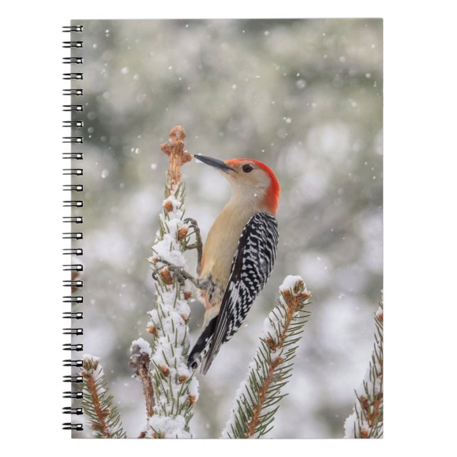 Red-bellied Woodpecker in the snow Notebook (Front)