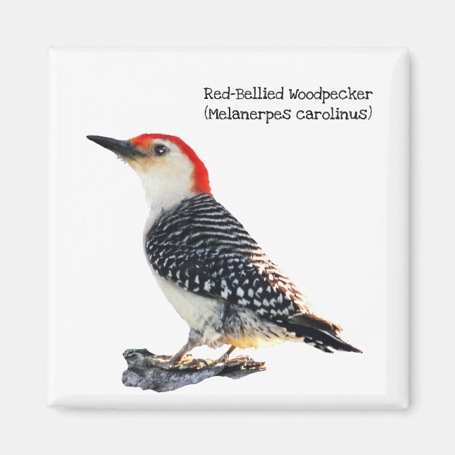 Red-Bellied Woodpecker Magnet (Front)