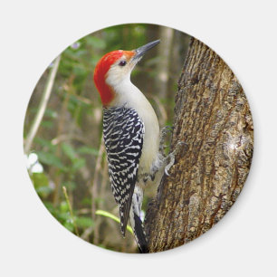 Red Bellied Woodpecker Magnet