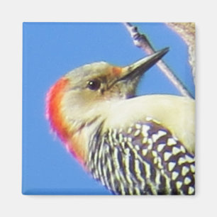 Red-bellied Woodpecker Magnet