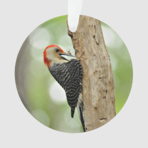Red-Bellied Woodpecker Ornament