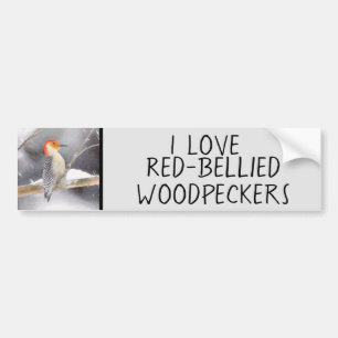 Red-Bellied Woodpecker Painting Original Bird Art Bumper Sticker