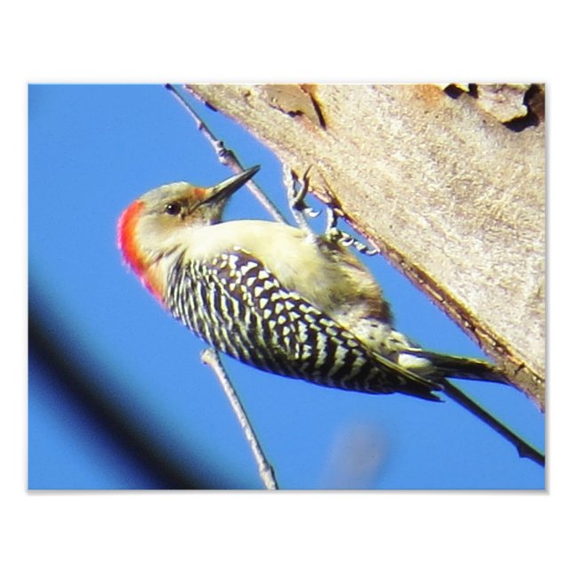 Red-bellied Woodpecker Photo Print (Front)