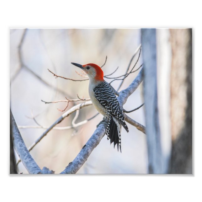 Red-bellied woodpecker photo print (Front)