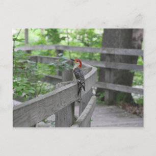 Red-bellied woodpecker postcard