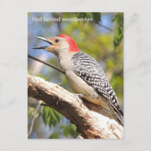 Red-bellied woodpecker postcard