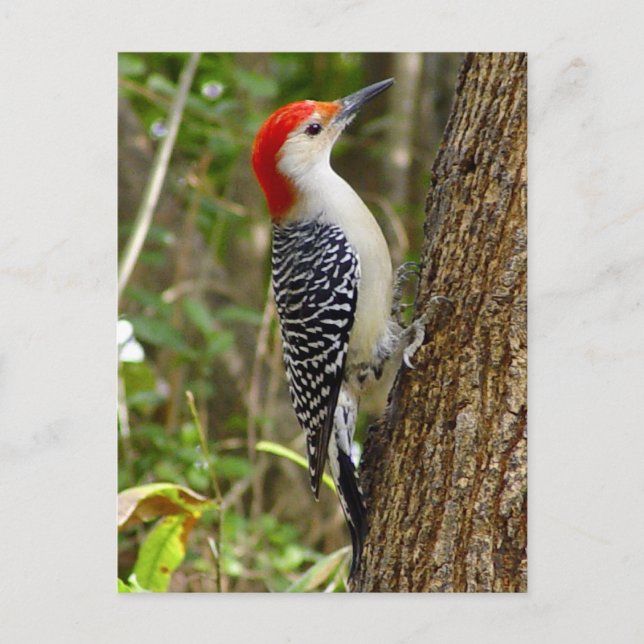 Red Bellied Woodpecker Postcard (Front)
