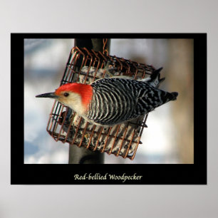 Red-Bellied Woodpecker Poster