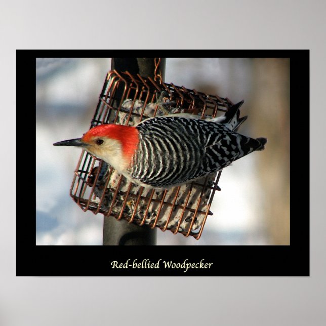 Red-Bellied Woodpecker Poster (Front)